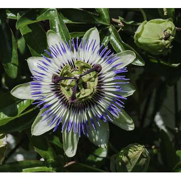 Passiflora caerulea