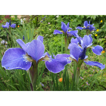 Iris sibirica'Silver Edge'