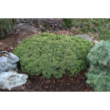 Picea abies'Thumbelina'