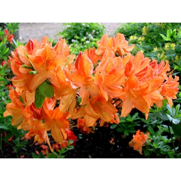 Azalea knaphill'Koningin Emma'