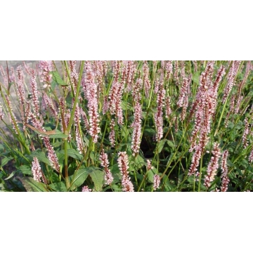 Persicaria amplexicaulis'Rosea'