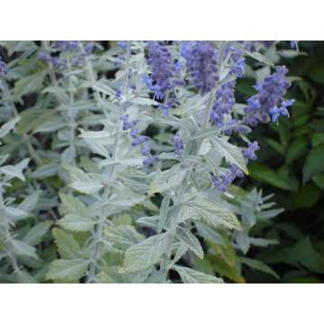 Perovskia atriplicifolia'Silvery Blue'