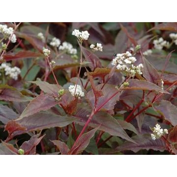 Persicaria microcephala'Red Dragon'