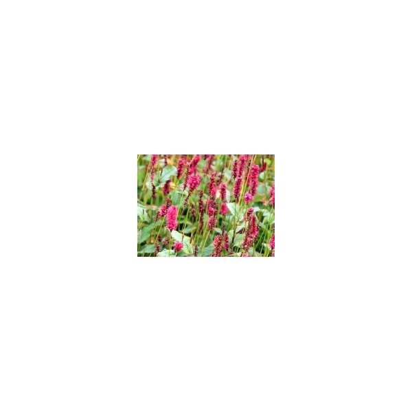 Persicaria amplexicaulis'JS Calor'