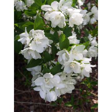 Philadelphus'Dame blanche'