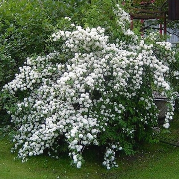 Philadelphus'Virginal'