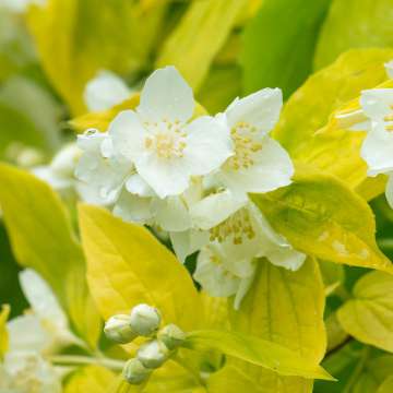 Philadelphus coropnarius'Aureus'