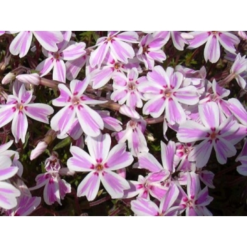 Phlox subulata'Candy Striper'
