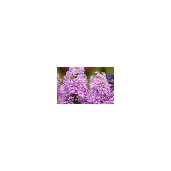 Phlox maculata'Natascha'