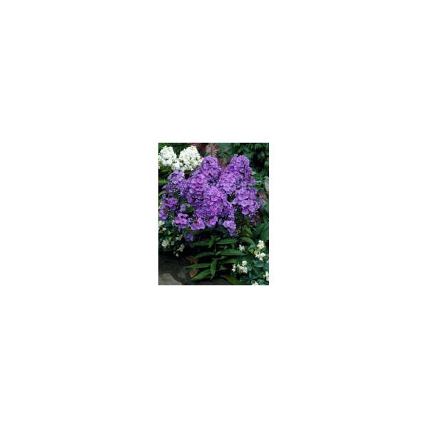 Phlox paniculata'Amethyst'