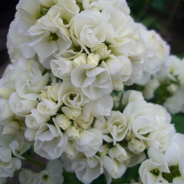 Phlox paniculata'Tiara'