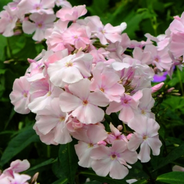 Phlox paniculata'Rosa Pastell'