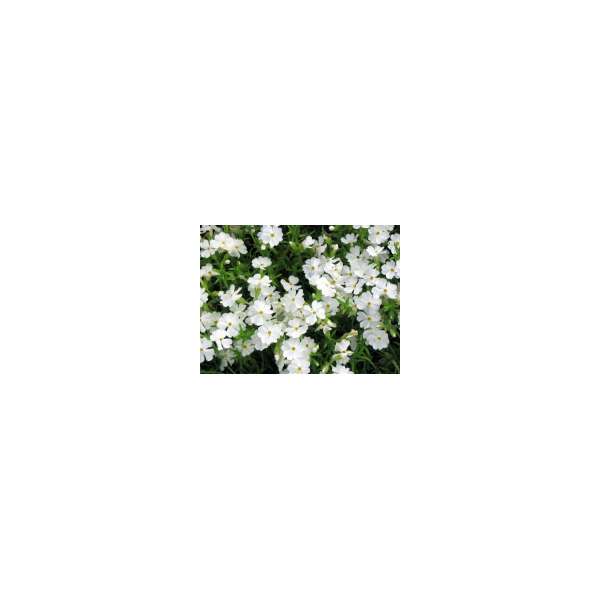 Phlox subulata'Maischnee'