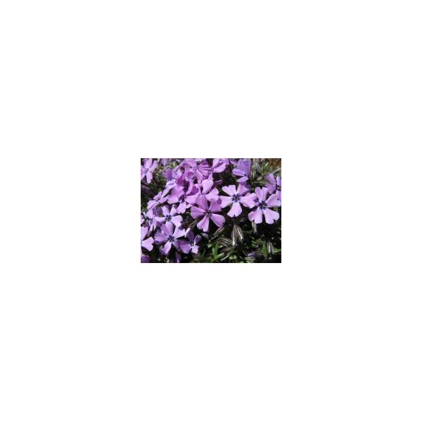 Phlox subulata'Purple Beauty'
