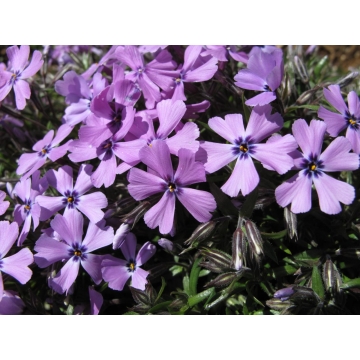 Phlox subulata'Purple Beauty'