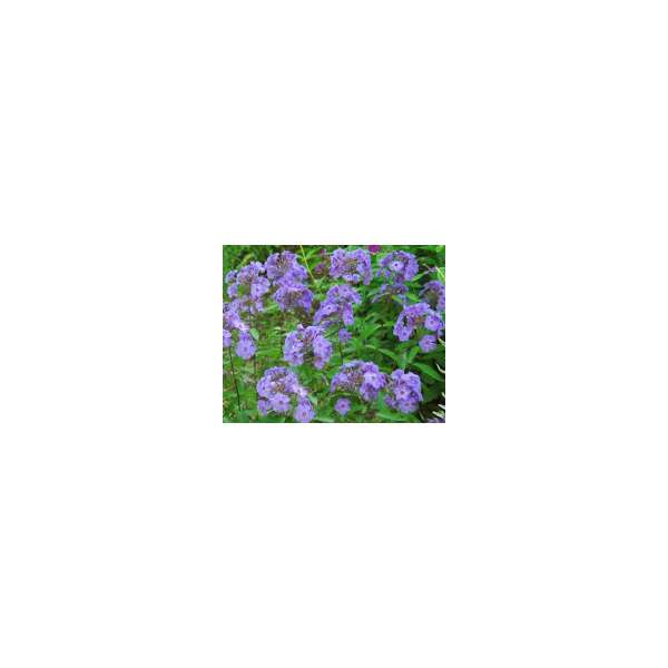 Phlox paniculata'Blue Boy'