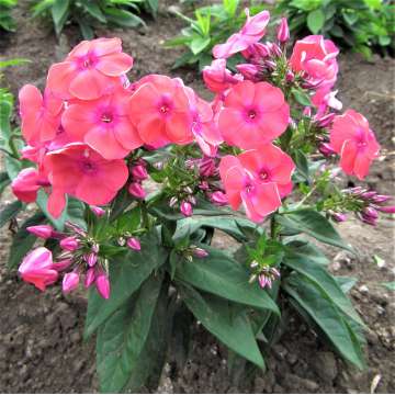Phlox paniculata'Flame Coral'