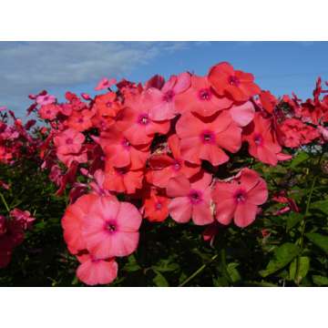 Phlox paniculata'Spitfire'