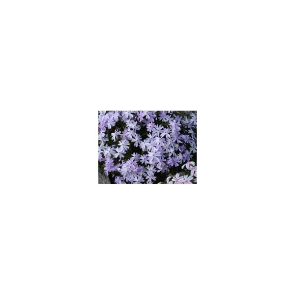 Phlox subulata'Emerald Cushion Blue'