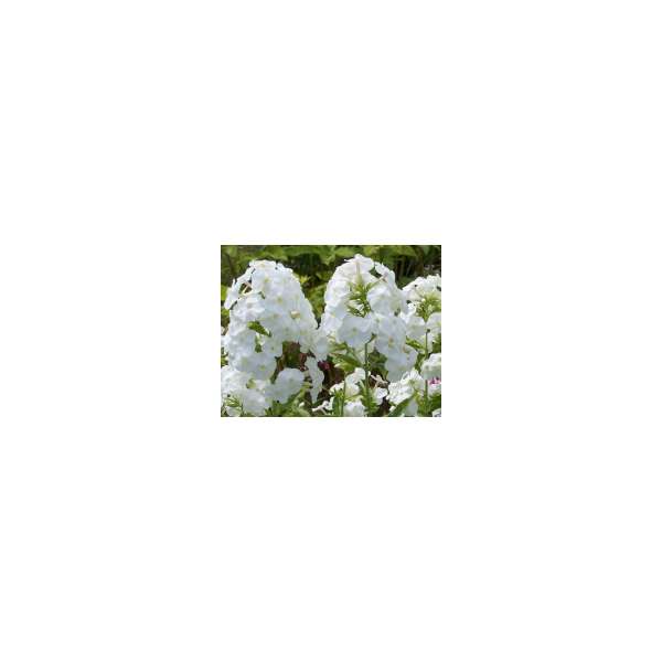 Phlox paniculata'White Admiral'