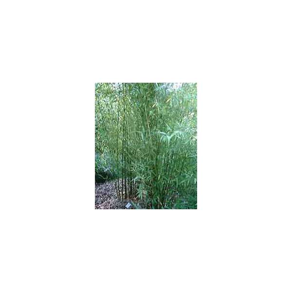 Phyllostachys viridiglaucescens-Bamboe