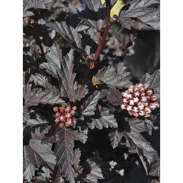 Physocarpus opulifolius'All Black'