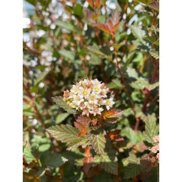 Physocarpus opulifolius'Magic Sweet Cherry Tea'