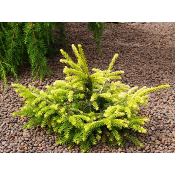 Picea abies'Goblin'
