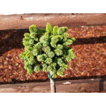 Picea abies'Mauthneralm'