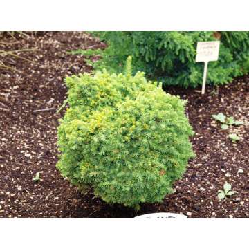 Picea abies'Van Bemmel's Dwarf'