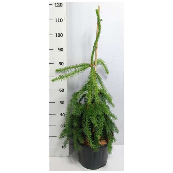 Picea abies'Inversa'