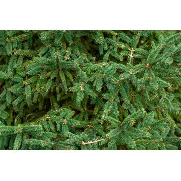 Picea abies'Nana Compacta'