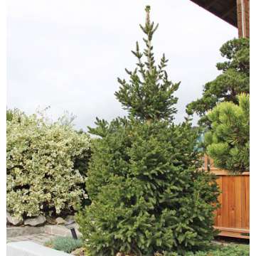 Picea abies'Will's Zwerg'