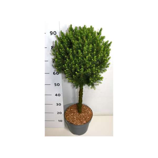 Picea glauca'Conica'