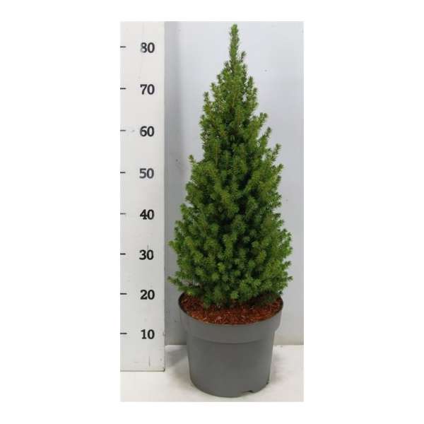 Picea glauca'Perfecta'