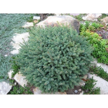 Picea glauca'Echiniformis'
