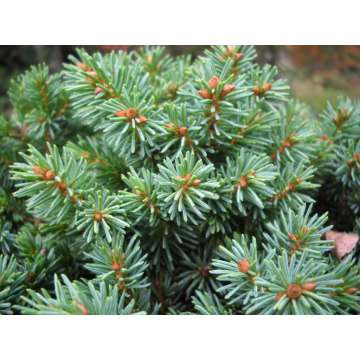 Picea glauca'Pardubicky'