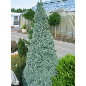 Picea glauca'Sander's Blue'