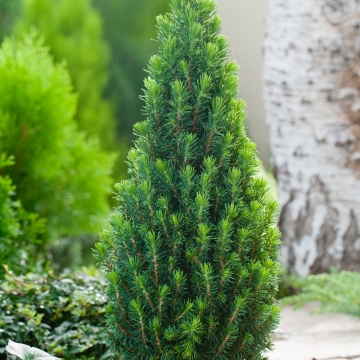 Picea glauca'Piccolo'