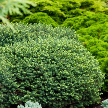 Picea omorika'Karel'