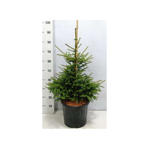 Picea orientalis'Aureospicata'