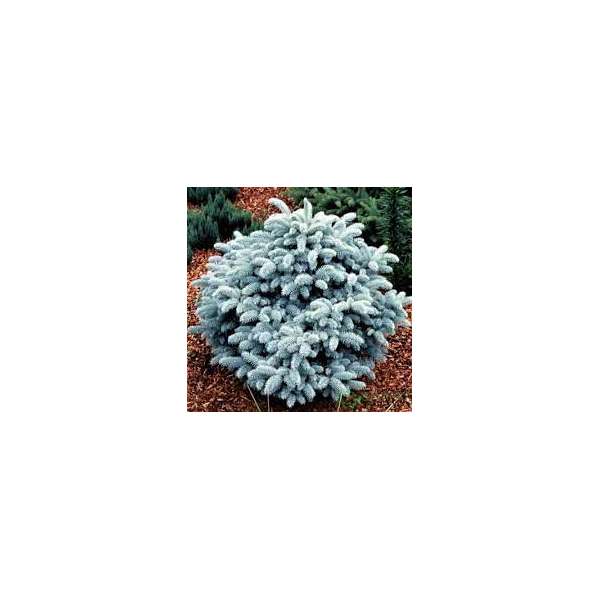 Picea pungens'Karpaten'