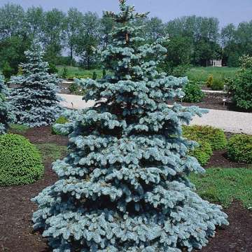 Picea pungens'Blue Diamond'