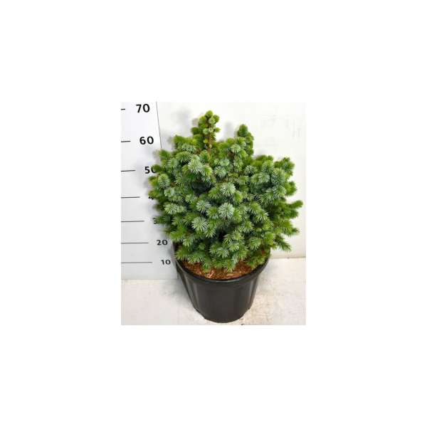 Picea sitchensis'Tenas'