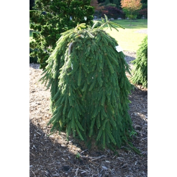 Picea abies'Inversa'