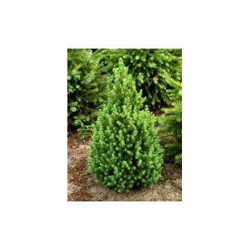 Picea glauca'Conica'