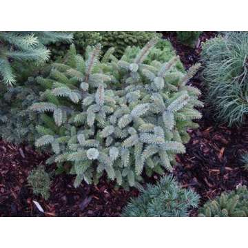 Picea sitchensis'Tenas'