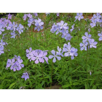 Phlox stolonifera'Blue Ridge'