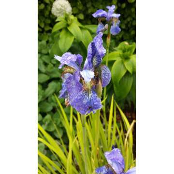 Iris sibirica'Fran's Gold'