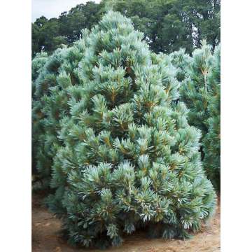 Pinus flexilis'Vanderwolf's Pyramid'